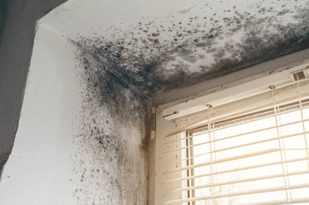 Trusted Black Mold Removal service in Aberdeen, MD - Cheap Mold Removal